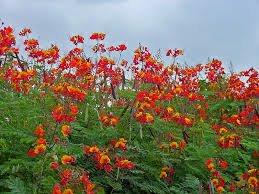 This group is a resource containing photos of about 2000 species of trees (angiosperms, exception of palms). Plant Answers
