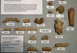 Noch mehr zu entdecken gibt es im nahen neanderthal museum, das die geschichte der menschheit. The Original Neanderthal Skeleton From The Neander Valley