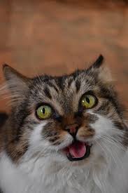 How often should cats drink water? How Much Water Does A Cat Need A Day Cat Drinking Cats Kitten Mom