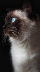 25 Iphone Siamese Cat Wallpapers Cat Animal Pictures Cat Dark Cat With Blue Eyes
