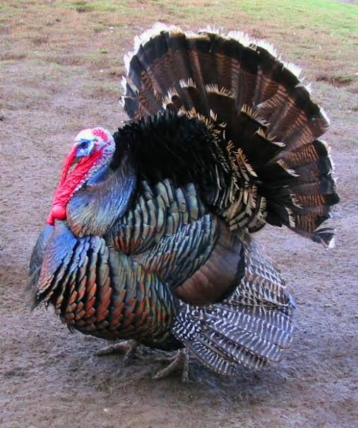 Mga resulta ng larawan para sa Turkey bird"