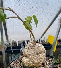 Image result for Pyrenacantha sp. A