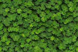 Clover (trifolium) fixes nitrogen in the soil, which can be beneficial to other plants when the clover dies. Clover R15841 Rebel Walls At