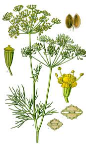 dill wikipedia dill wikipedia