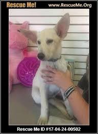 Admissions by appointment · veterinary clinic · second chance animal trauma hospital™ 9226 n. Az Dog Adoptions Phoenix Az Rescue Animals Dog Adoption Dogs Adoption