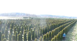 Emerald Green Arborvitae