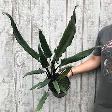 Instead, it is because of the edges of its leaves. Alocasia Lauterbachiana
