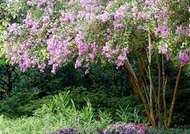We did not find results for: How To Prune Crepe Myrtle Trees Flower Magazine