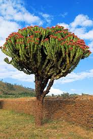Image result for Euphorbia candelabrum