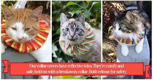 Birds Be Safe Collar Canada We Help Birds Be Safe From Cats Cat Collars Bird Collar Cats