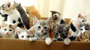 Tell us about your lost/found pet; Facebook Pet Sales Warning Over Kittens And Puppies Bbc News