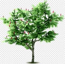 We did not find results for: Fertilisers Fruit Tree Apples Woods Leaf Branch Fruit Png Pngwing