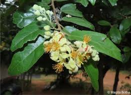 Image result for Grewia retinervis