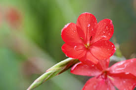 Image result for Hesperantha petitiana