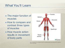 Frequent use results in lines about the mouth. The Muscular System What You Ll Learn The Major Function Of Muscles How To Compare And Contrast Three Types Of Muscles How Muscle Action Results Ppt Download