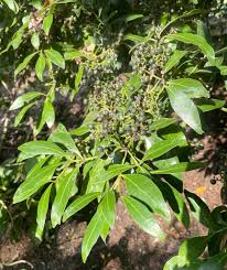 Image result for Psydrax fragrantissima