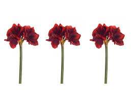 Check spelling or type a new query. Floral Kingdom Real Touch 30 Xlarge Artificial Amaryllis Flowers For Vase Arrangements Home Office Decor Pack Of 3 Red Buy Online In Canada At Canada Desertcart Com Productid 156816010
