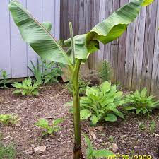Proper care for banana trees early in life sets them up to produce bananas. Best Banana Trees That Grow In Zone 6 Ky For Sale In Paris Kentucky For 2021