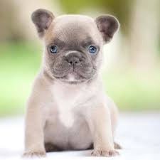 Located outside miami close to west palm beach and fort lauderdale. French Bulldog Puppy For Sale In North Las Vegas Nv Usa Adn 52230 On Puppyfinder Com Gender Bulldog Puppies French Bulldog Puppies Bulldog Puppies For Sale