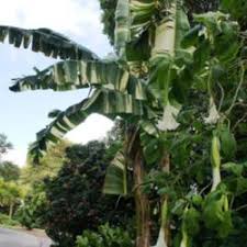 How to overwinter ornamental bananas musa musella ensete. Royal Variegated Banana Musa X Paradisiaca Ae Ae In The Bananas Database Garden Org