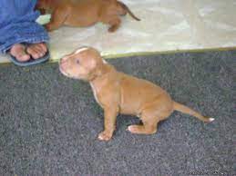 Premier pitbull kennels supplying pits to michigan. Purebred American Red Nosed Pitbull Puppies Price 150 00 For Sale In Grand Rapids Michigan Best Pets Online