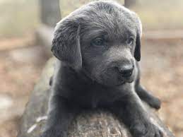 Maybe you would like to learn more about one of these? Charcoal Labs For Sale In Texas Oklahoma Missouri Sooner Labs