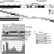 Hol találja bringapontjainkat, ahol keréknyomást mérhet, bringát szerelhet? Pdf Nodavirus Rna Replication Protein A Induces Membrane Association Of Genomic Rna