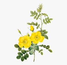 How to create rose illustrations. Vintage Rose Botanical Illustration Hd Png Download Kindpng