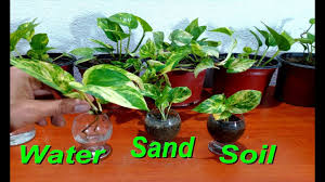 Plants that have become leggy can be a great source of stem cuttings. How To Grow Money Plant From Cutting In Three Ways Very Easy Money Plant Pothos Youtube
