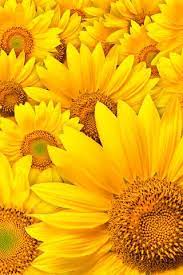 yellow おしゃれまとめの人気アイデア pinterest minime 黄色 壁紙 ひまわり 黄色の美学