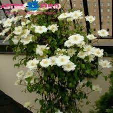 1211648 england vat registration no. Clematis Guernsey Cream