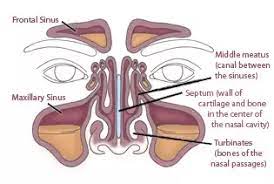We did not find results for: Whenever I Bend My Head Forward I Feel Liquid Rushing Through My Nose What Is It Quora
