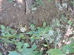 Image result for Pimpinella ledermannii