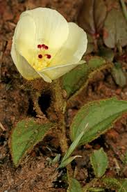 Image result for Hibiscus aethiopicus