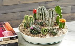 Certain species may be easier than others to propagate. How Indoor Plants Help In Absorbing Harmful Radiations