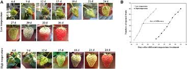 Mar 25, 2021 · step 1: Effect Of Temperature On Strawberry Fruit Development And Ripening A Download Scientific Diagram
