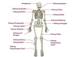Rangka manusia merupakan rangka endoskeleton atau rangka yang ada di dalam tubuh. Nama Tulang Manusia Dan Fungsinya Kunci Jawaban Kelas 5 Sd Tema 1 Halaman 68 Portal Jember