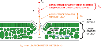 Transpiration (countable and uncountable, plural transpirations). How To Measure Leaf Transpiration Of A Single Leaf Meter Envronment