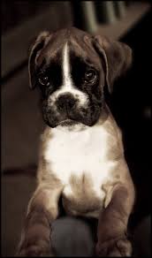 It's also free to list your available puppies and litters on our site. Boxer Puppies For Sale In Missouri 2021 At Puppies Www Addlab Aalto Fi