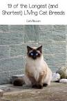 Top 10 cat breeds that live the longest - PetBacker