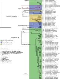 Image result for Triainolepis sancta