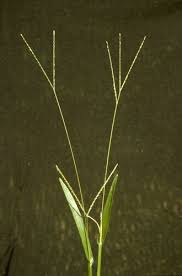 Image result for Axonopus compressus