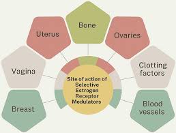 Image result for Selective Estrogen Receptor Modulator