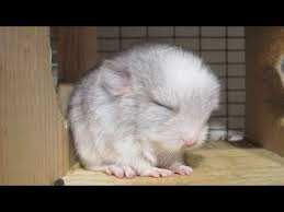 186 baby chinchillas that will melt your heart chinchillas are, without a doubt, one the cutest animal species ever. Chinchilla Baby Cute Overload Youtube