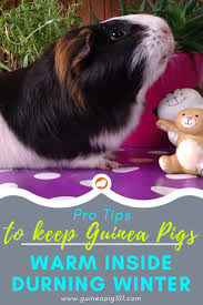 Pin On Guinea Pig Tips