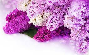 Gorgeous Right Http Www Mrwallpaper Com Wallpapers Lilac Purple Flowers Jpg Purple Flower Background Purple Flowers Wallpaper Pink And Purple Flowers