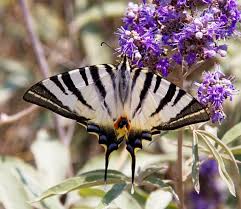 Image result for Vitex franceseana