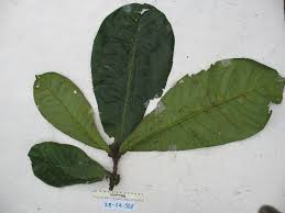 Image result for Terminalia kilimandscharica