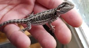 Bathing also helps with other issues your pet may experience, such as constipation, fecal impaction, and shedding. Baby Bearded Dragon Care And Feeding Pet Care Advisors