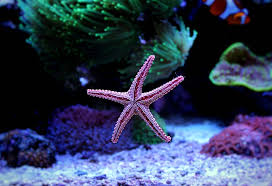 Check spelling or type a new query. Interesting Starfish Facts And Information For Kids